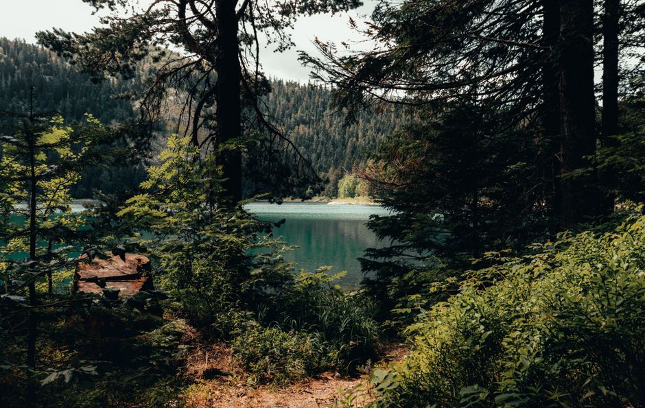 Biogradska Gora ancient forest Montenegro Biogradsko Lake