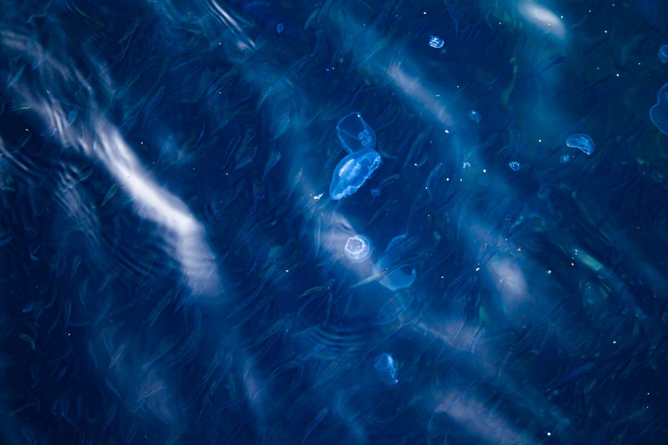 Pollonia Beach Milos night bioluminescent water glowing blue ripples