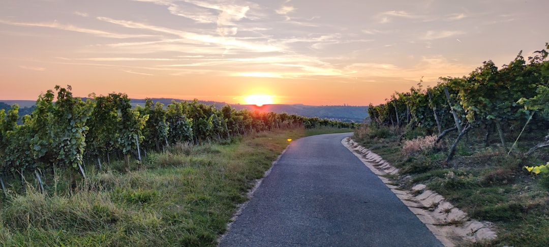 Istrian vineyard cycling road sunset