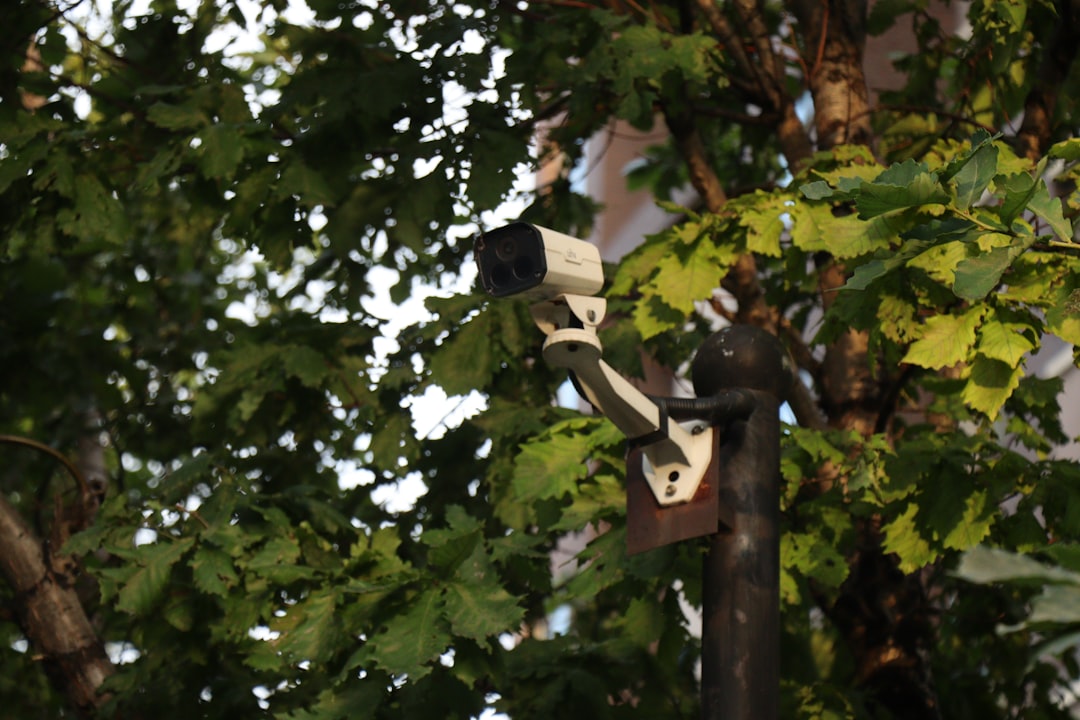 Forest surveillance camera mounted on tree branch