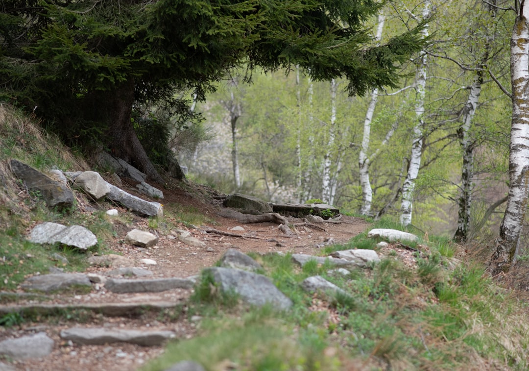 Hiking trail Lovćen Montenegro stone steps pine forest