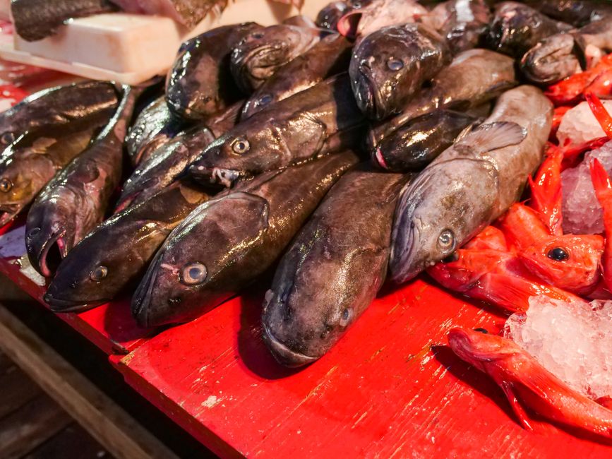 Local market fresh fish Socotra