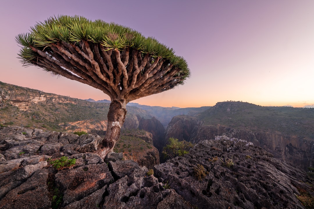 Socotra Island's Dragon Trees: Eco-trekking in Yemen's Alien Landscape