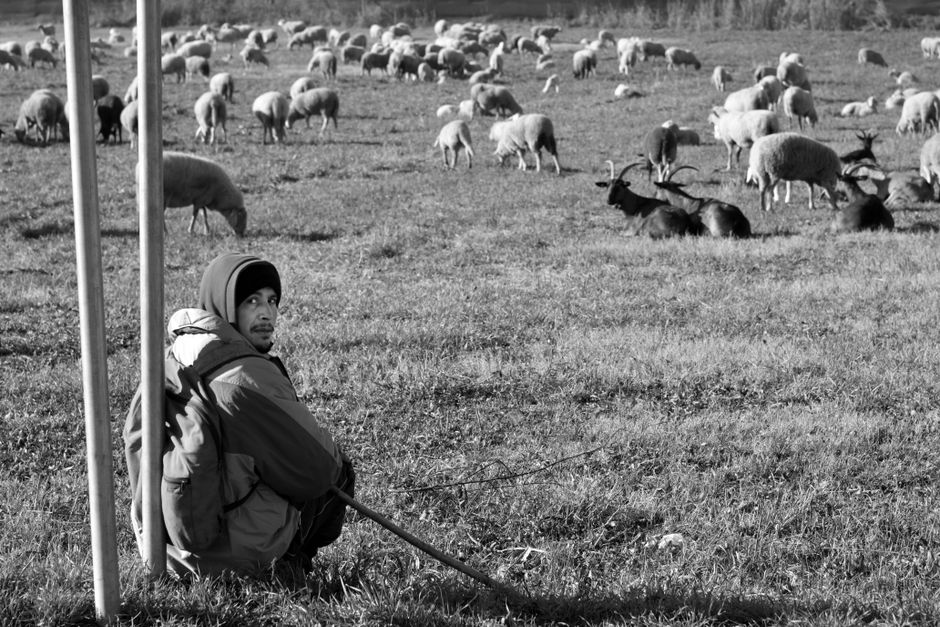 Romanian shepherd cioban with flute and white dog sheep flock