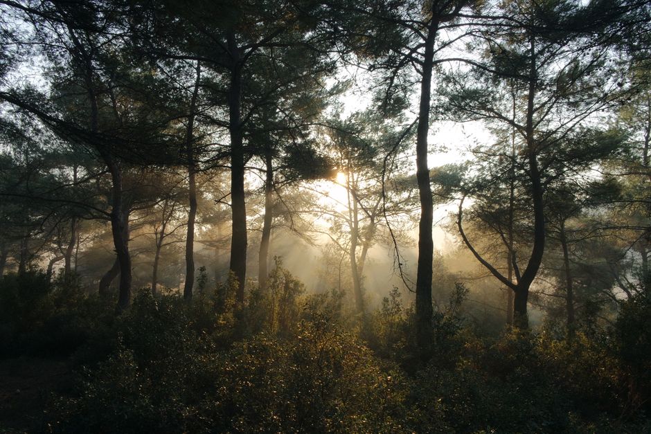Velebit Mountain Croatia dense pine forest misty morning light