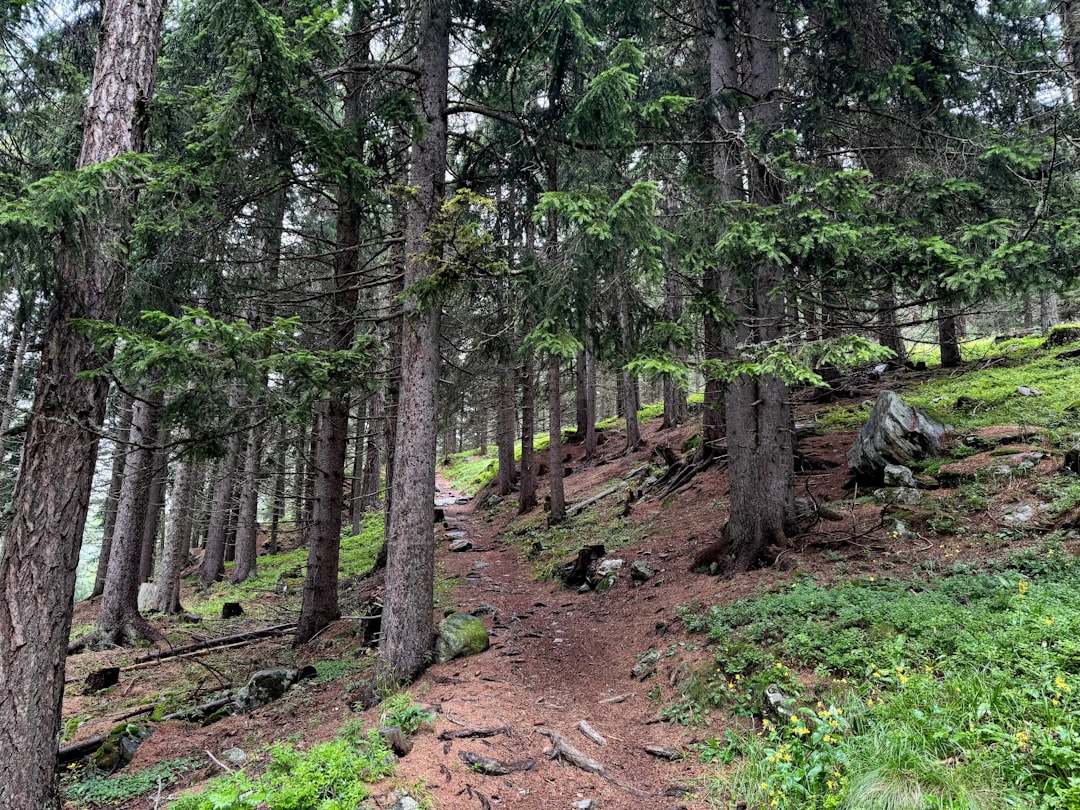 Rila Monastery trailhead path pine trees hikers backpacks