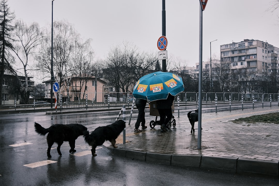 Heavy rain flooding streets of Sofia Bulgaria