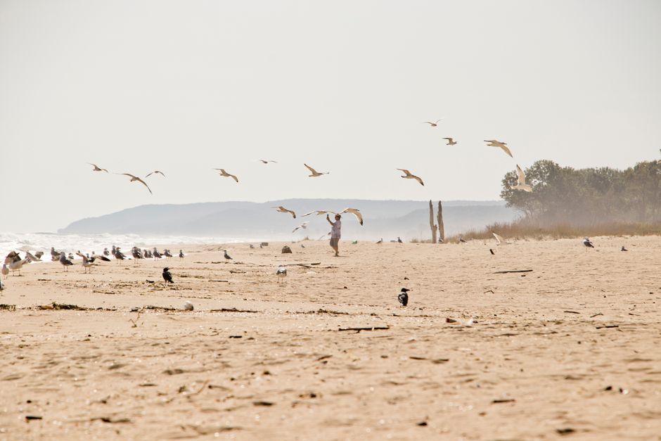 Kalloni Beach Lesvos dunes wildflowers birds nature