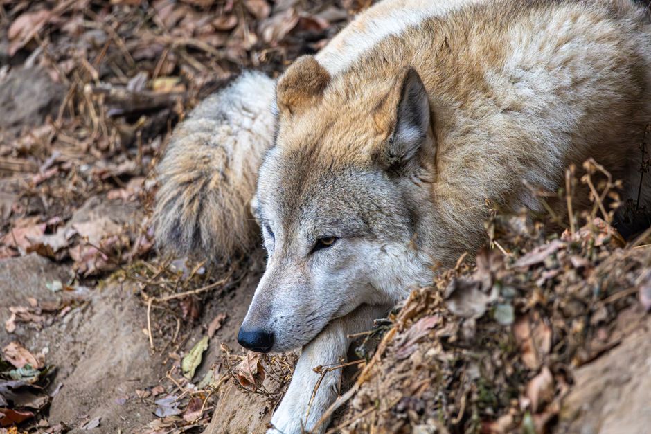 Wolf tracks in mud forest floor Romania Retezat National Park close-up