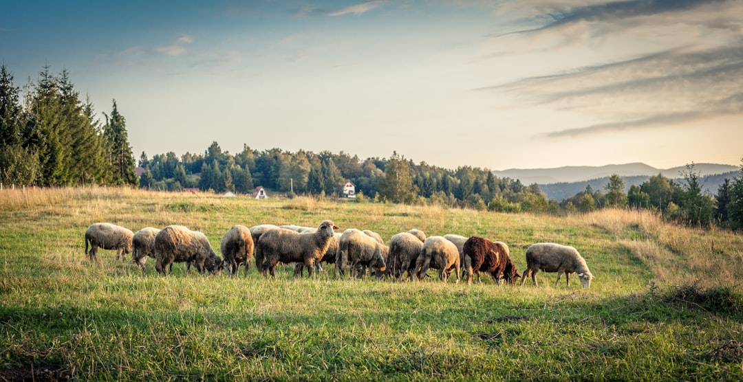 Sarplaninac Dogs and Shepherds: Life in Serbia's Prokletije Mountains