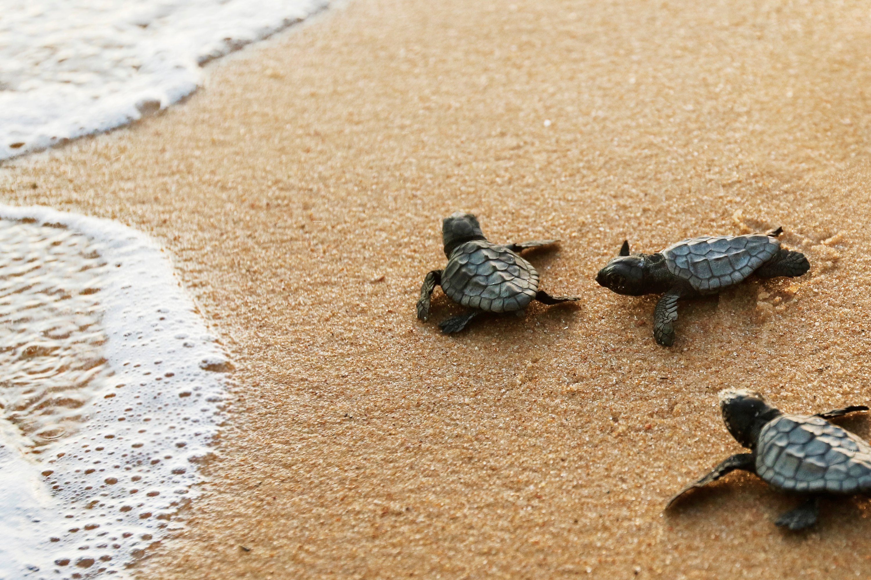 Endangered Loggerhead Turtles Begin Nesting on Antalya Beach
