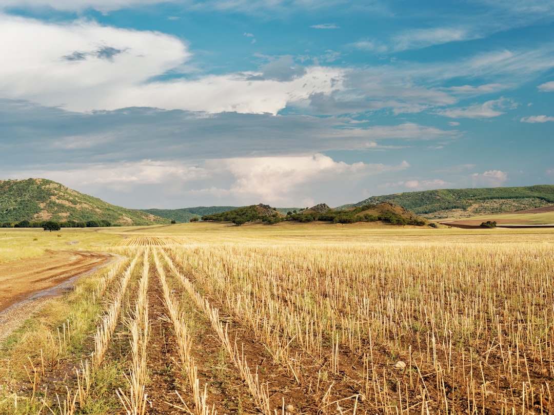 Agricultural fields flooded in rural Romania harvest season