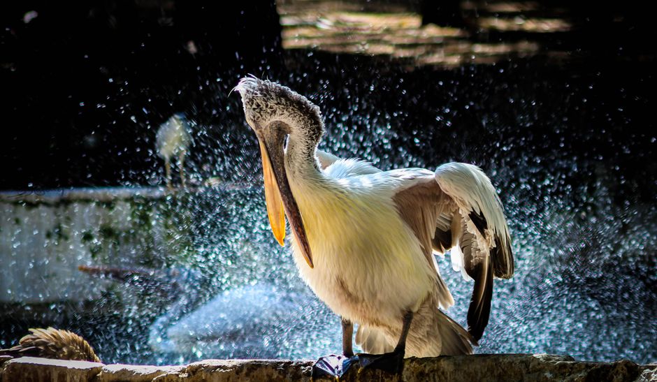 Sebilj Fountain Sarajevo white pelicans summer Baščaršiya
