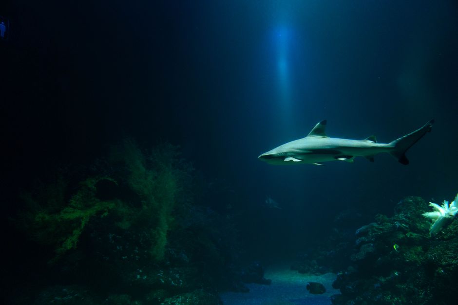 Aquarium Mamaia Romania shark tunnel underwater view