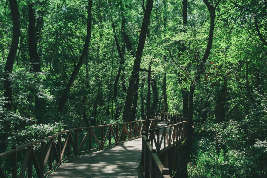 Una Trail Bosnia forest path wooden bridge river view