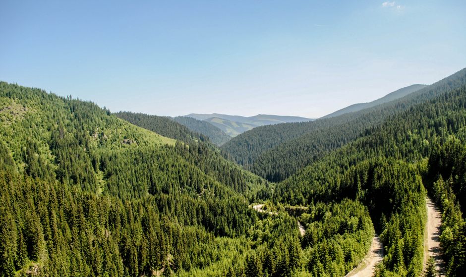 Carpathian Mountains Romania hiking trail path through pine forest