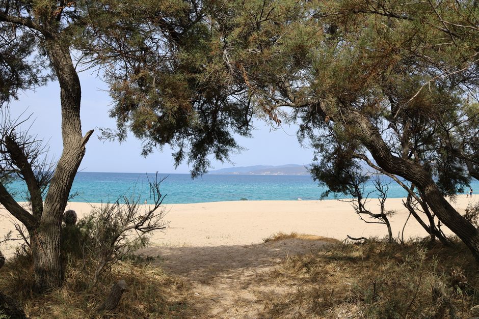 Naxos Agios Prokopios white sand beach with turquoise water and pine trees