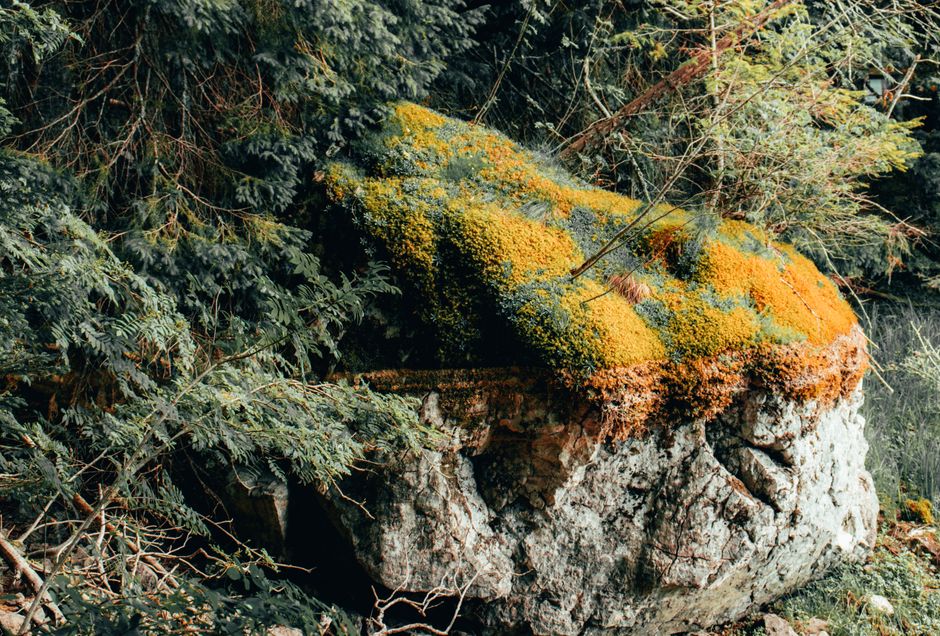 Perucica Forest Montenegro ancient beech trees mossy ground