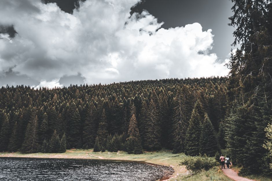 Biogradska Gora National Park Montenegro primeval spruce forest Biogradsko Lake