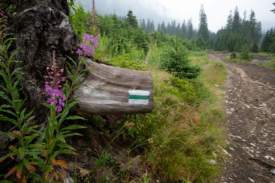 Via Dinarica trail markers wooden posts Julian Alps misty forest