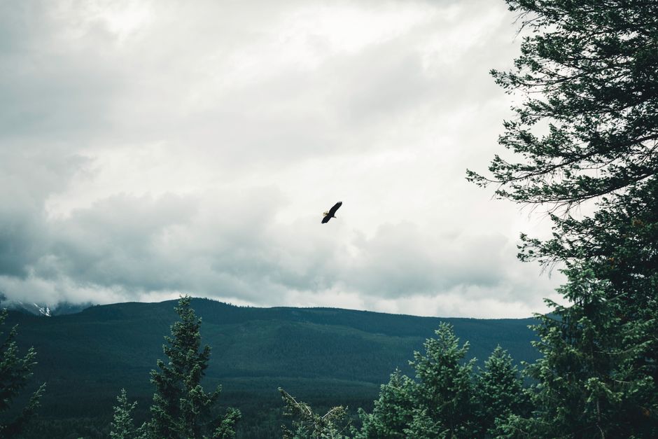 Golden Eagle Romania Retezat National Park soaring mountain ridge