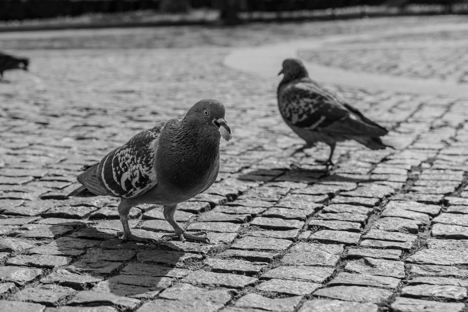 Sebilj Fountain Sarajevo white pigeons cobblestone square