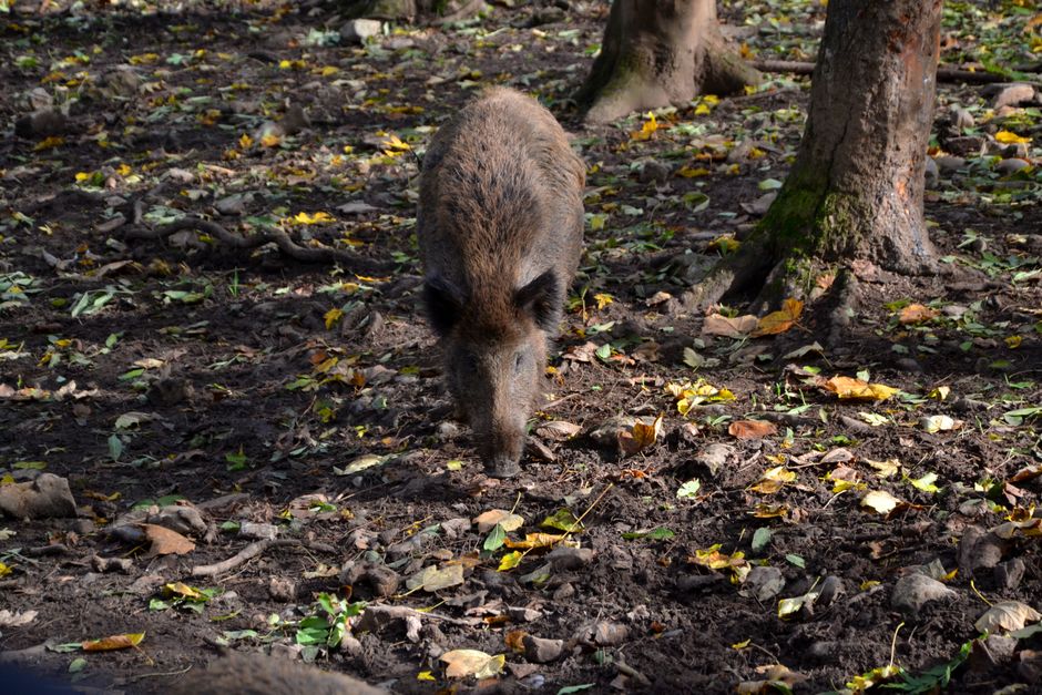 Wild boar foraging in a Balkan forest landscape