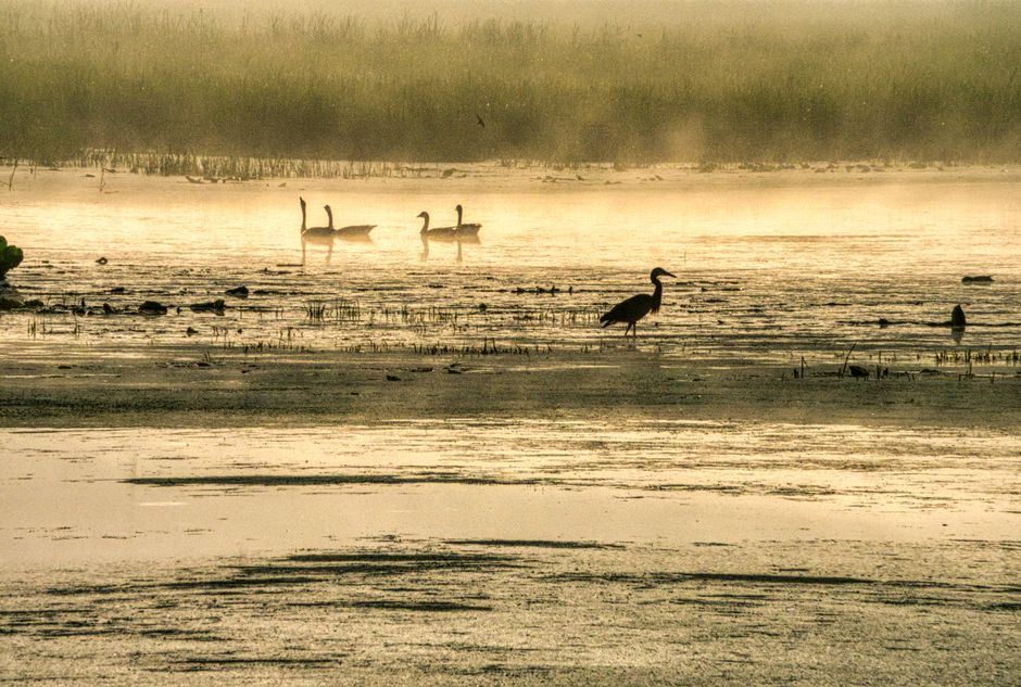 Meric River Delta Turkey wetland birds reeds sunrise