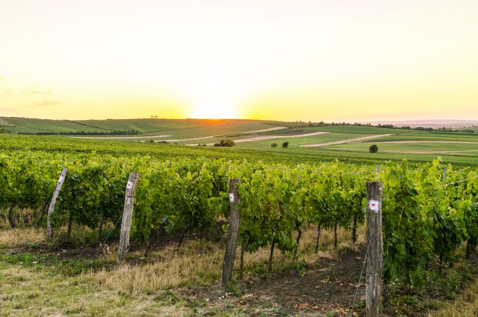 Vlăhița vineyards Romania rolling hills rows of grapevines sunset