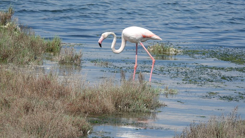 Stoupa Lagoon flamingos wetland hiking trail Greece