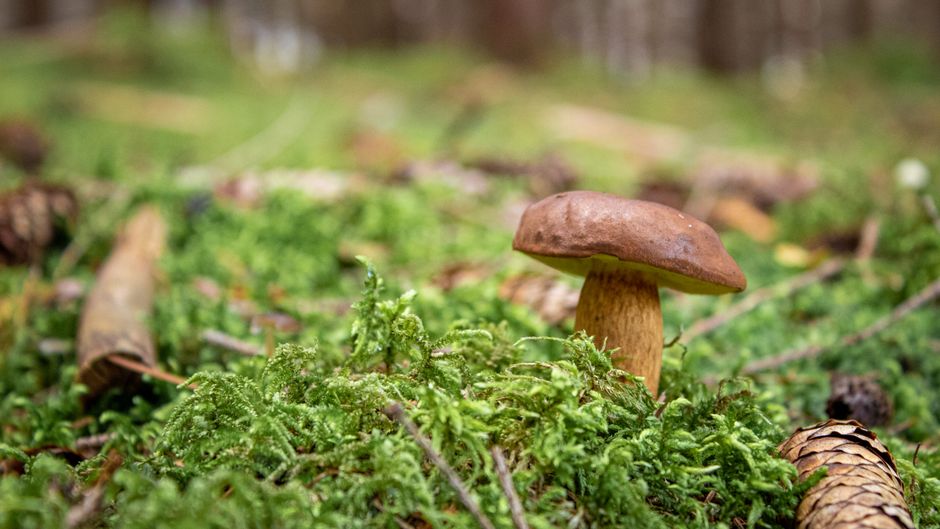 Digging for Black Gold in Goriška Brda: A Gonzo Guide to Slovenia's Truffle Season