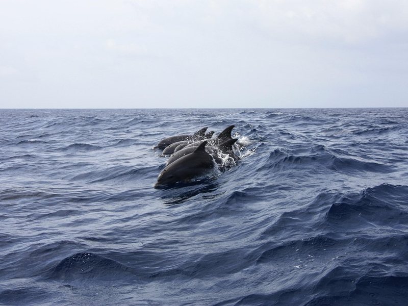 Corpuri de delphin muri apărute pe plaje din apropiere de Varna