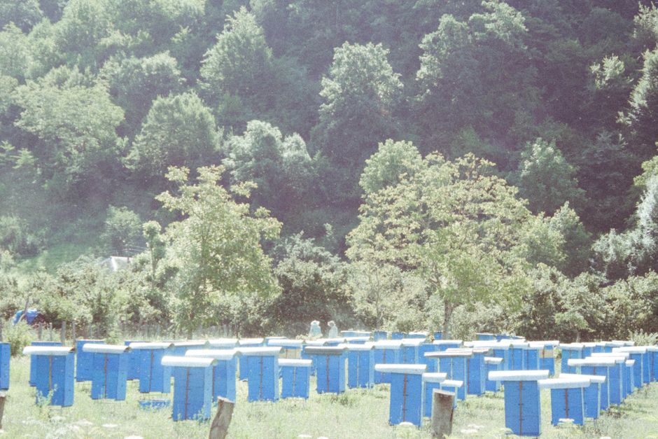 Mileševa Monastery Serbia beekeeping apiaries monks with hives