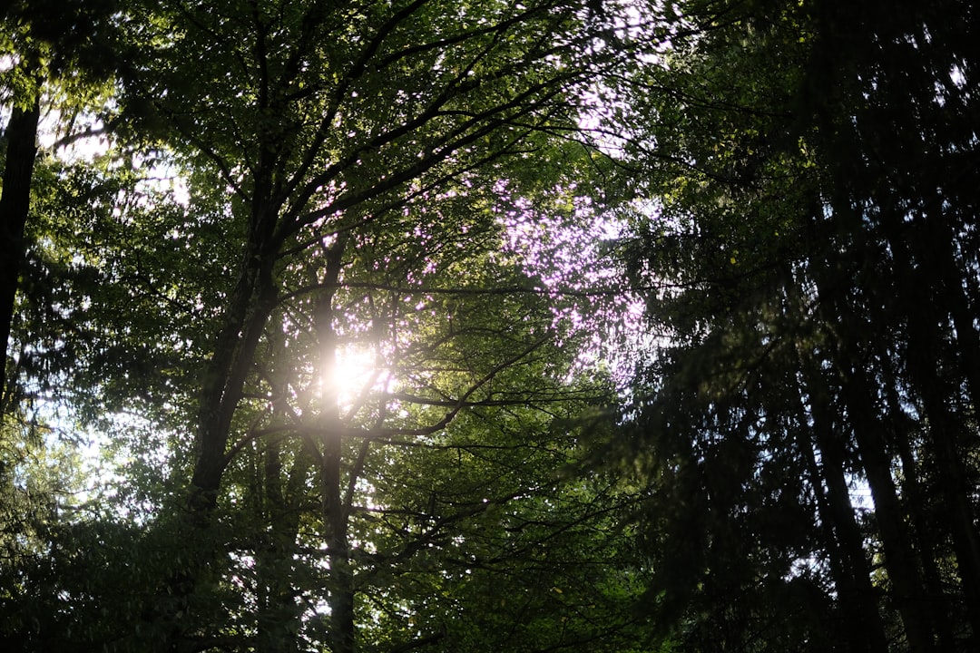 Ancient beech forest canopy Slovenia sunlight filtering through trees