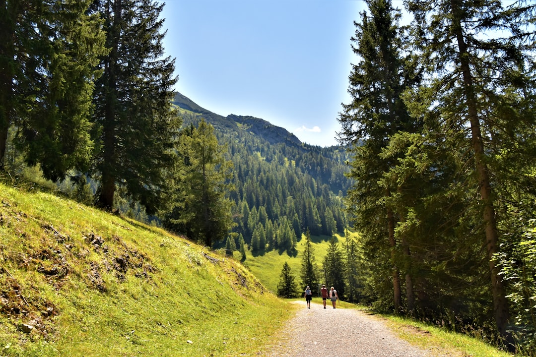 Jezerski Vrh trail pine forest mountain path hikers