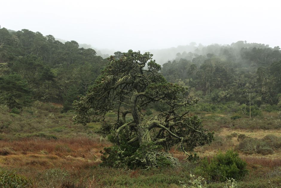 Dragon's Blood Trees on Dihami Plateau foggy morning Yemen