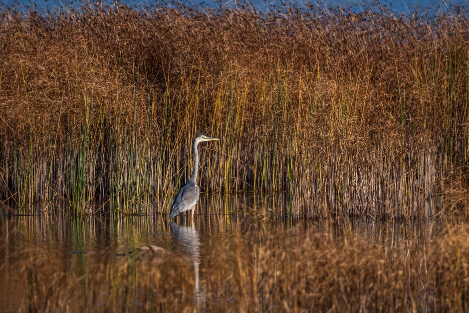 Skadar Lake National Park Montenegro island monastery birds wetland