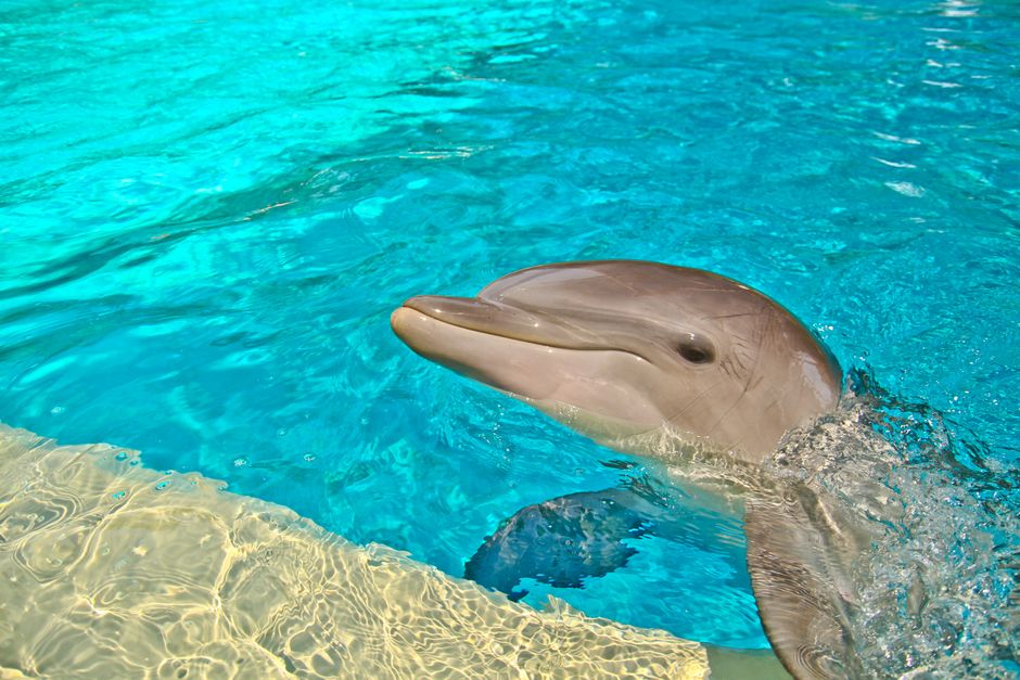 Varna Dolphinarium pool dolphins jumping concrete stands sunny day