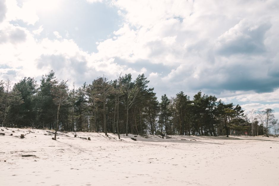 Burgastalli Beach Albania long sandy beach pine trees forest