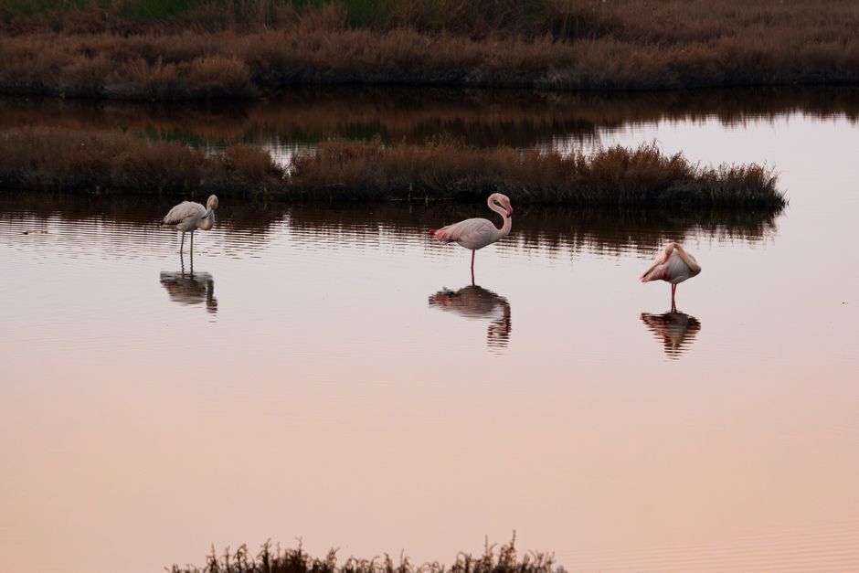 Karavasta Lagoon Albania flamingos wetlands kayaking