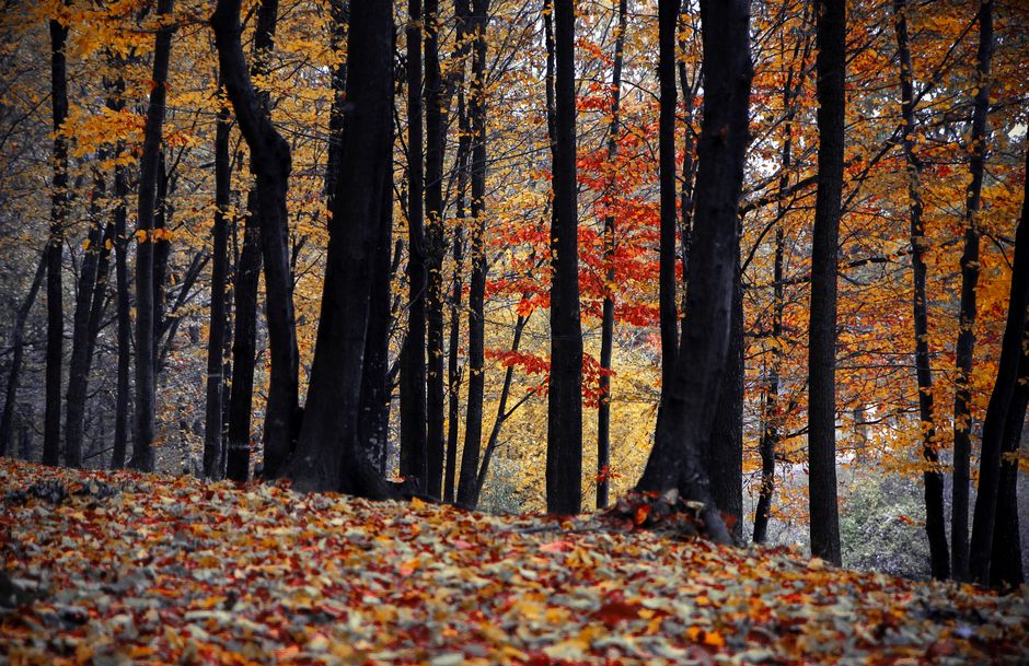 Retezat National Park Romania beech forest trail red white markers