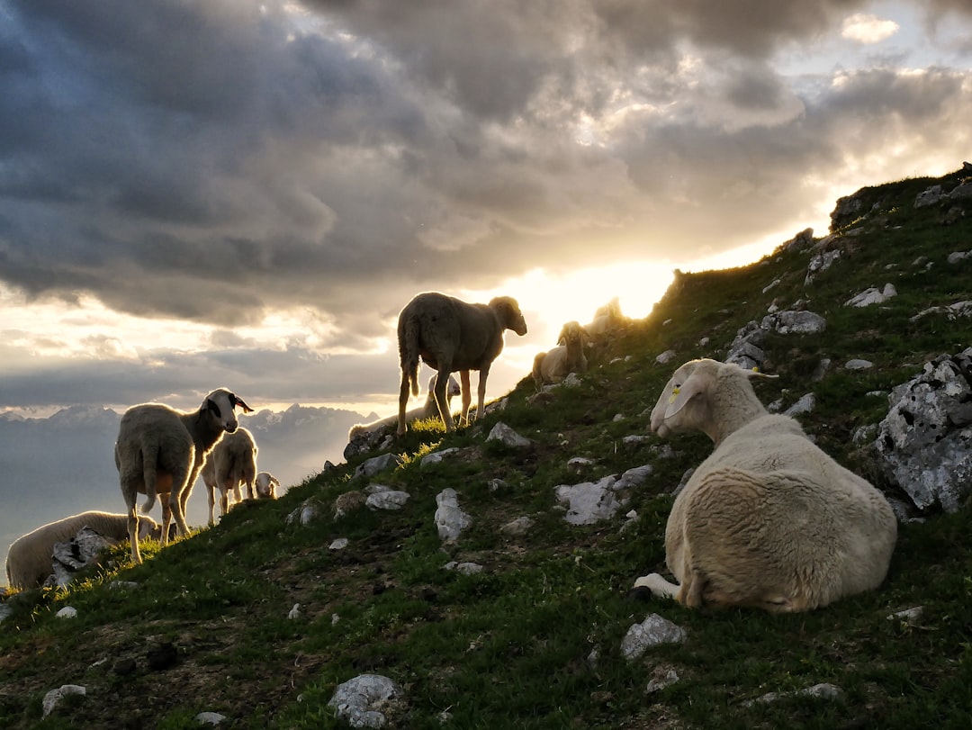 Shepherd tower Durmitor high pasture sheep flock sunset
