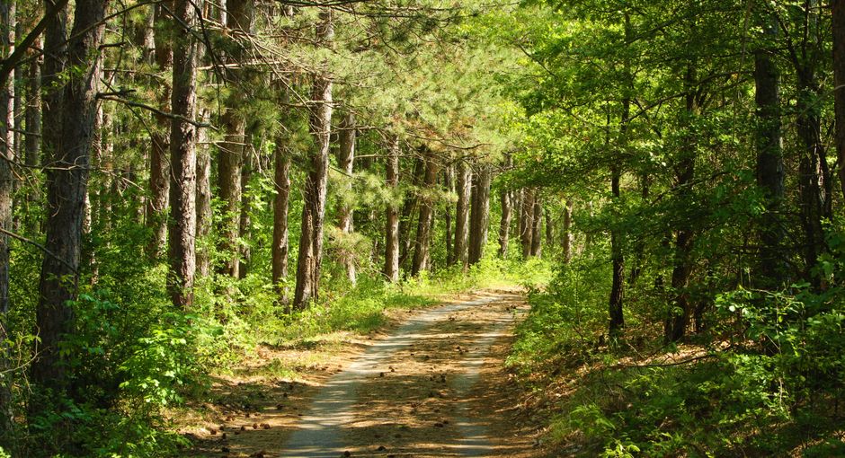 Karaada Island pine forest trail Bulgaria hikers shade sunlight