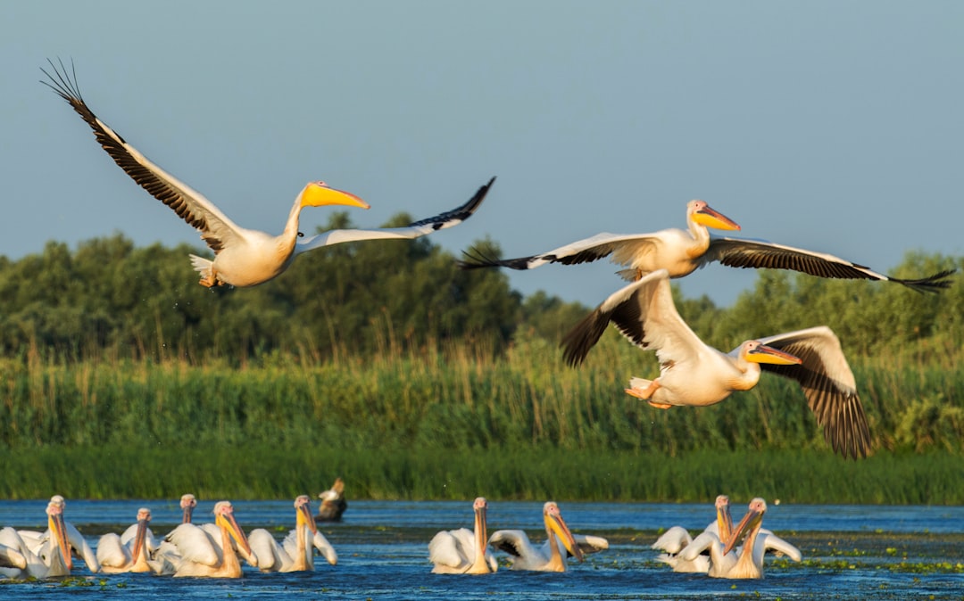 Dalmatian Pelican Danube Delta Romania fishing shallow water