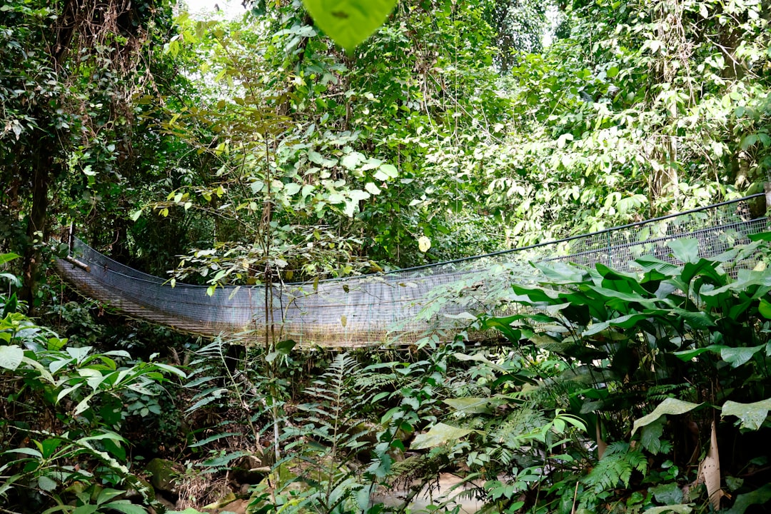 dense green jungle rainforest Southeast Asia trail