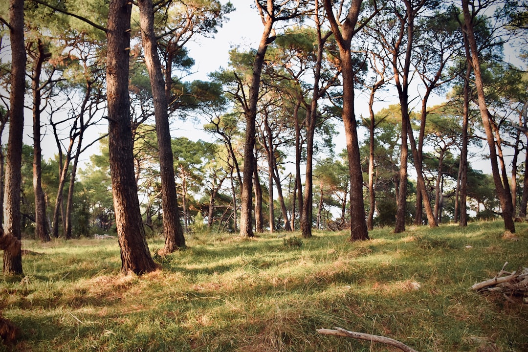 Pineta Forest Mali Losinj walking path pine trees sunlight