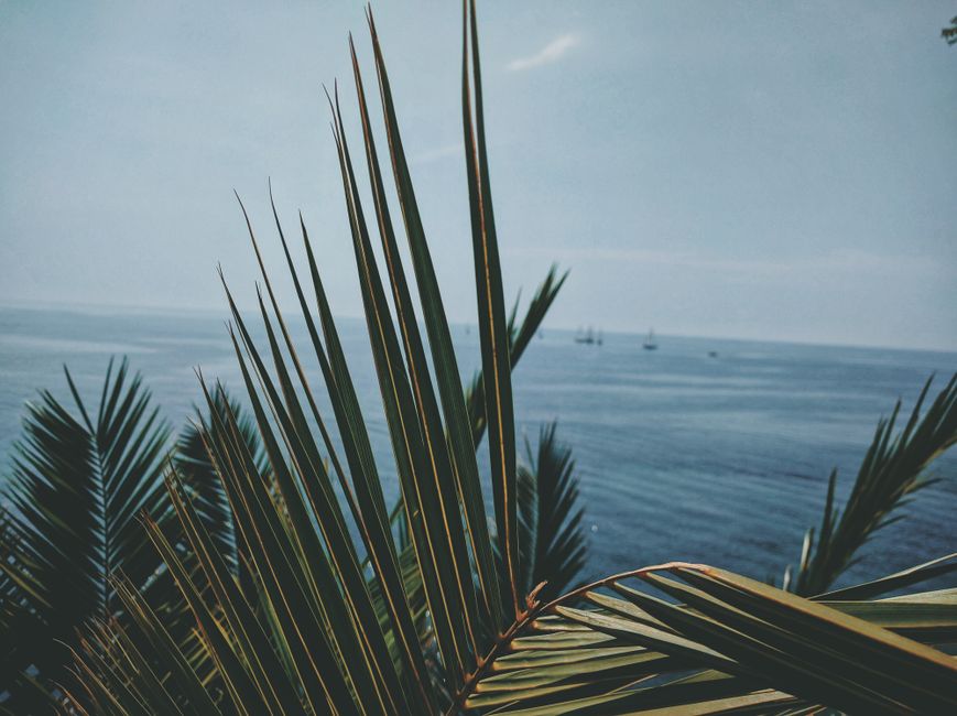 Lokrum Botanical Garden exotic plants terraces Adriatic view