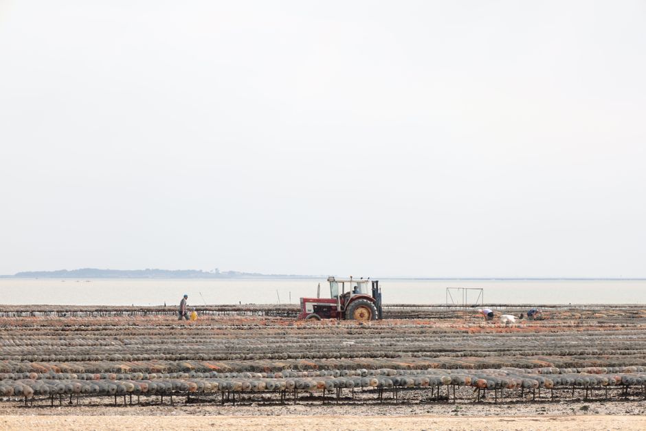 Ston oyster farms Croatia boats harvesting