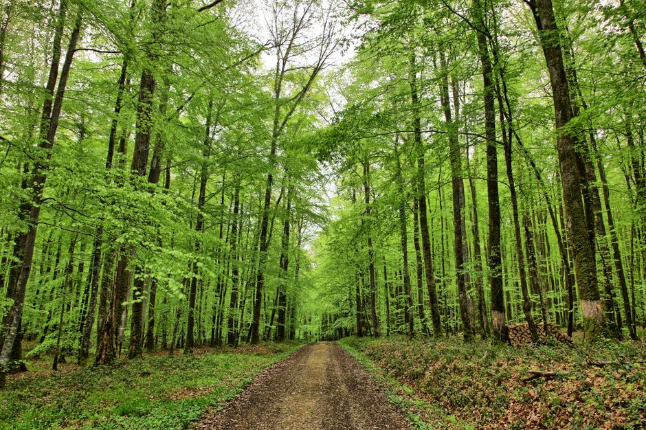Fruška Gora national park Serbia hiking trail forest