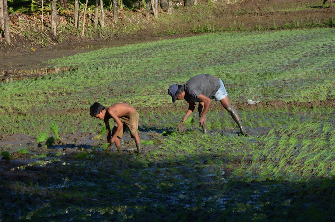 Farmers inspecting crops after heavy rain